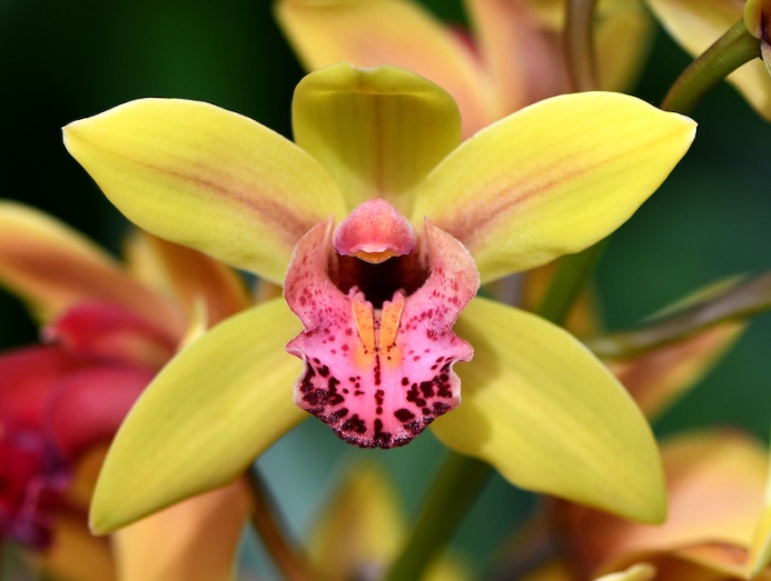 Orchid Show - Cymbidium_Sylvia Miller'Brilliance'_HCC_AOS